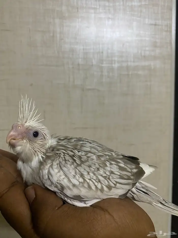 فروخ كروان 0