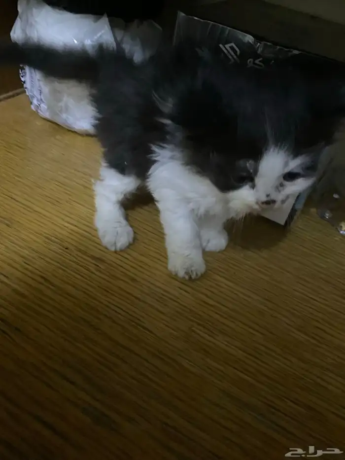 قطط صغيرة للتبني و تحتاج علاج 6