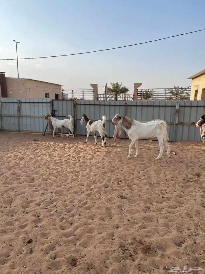 معزاء هولنديات 1