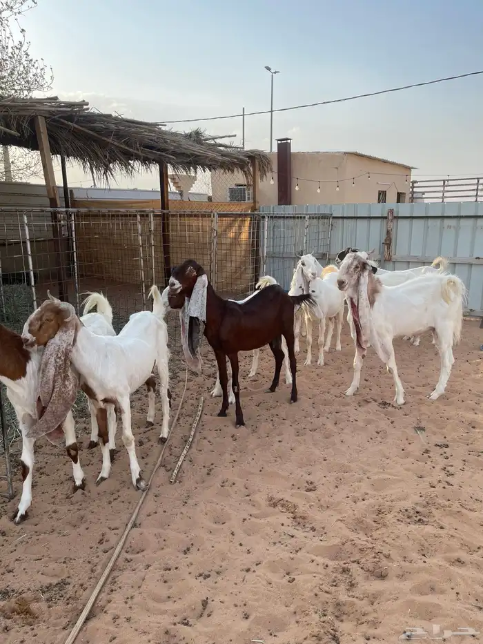معزاء هولنديات 0