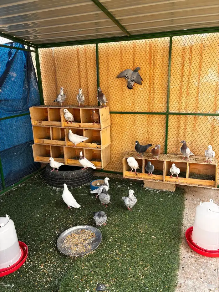 حمام هومر ( نوع من انواع الزاجل 0