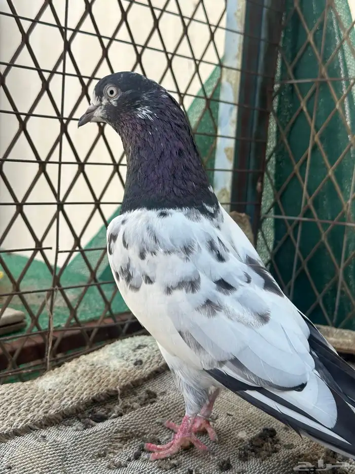 جوز تيدي 4