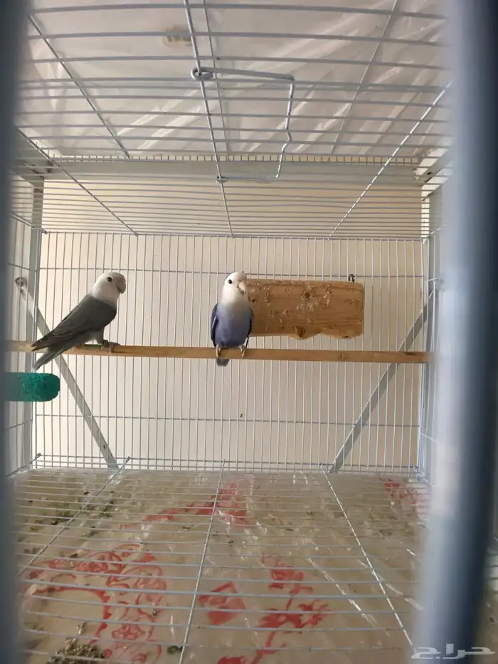 زوج روز جاهز للإنتاج 3