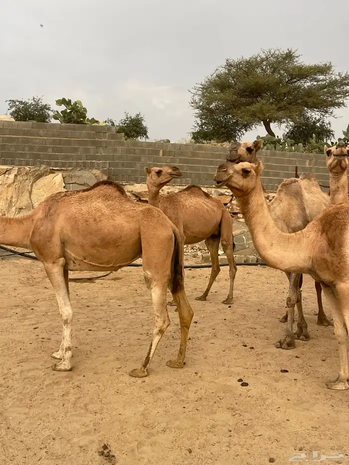 بعير ارك ابل ضرايب ولقاح للبيع 4