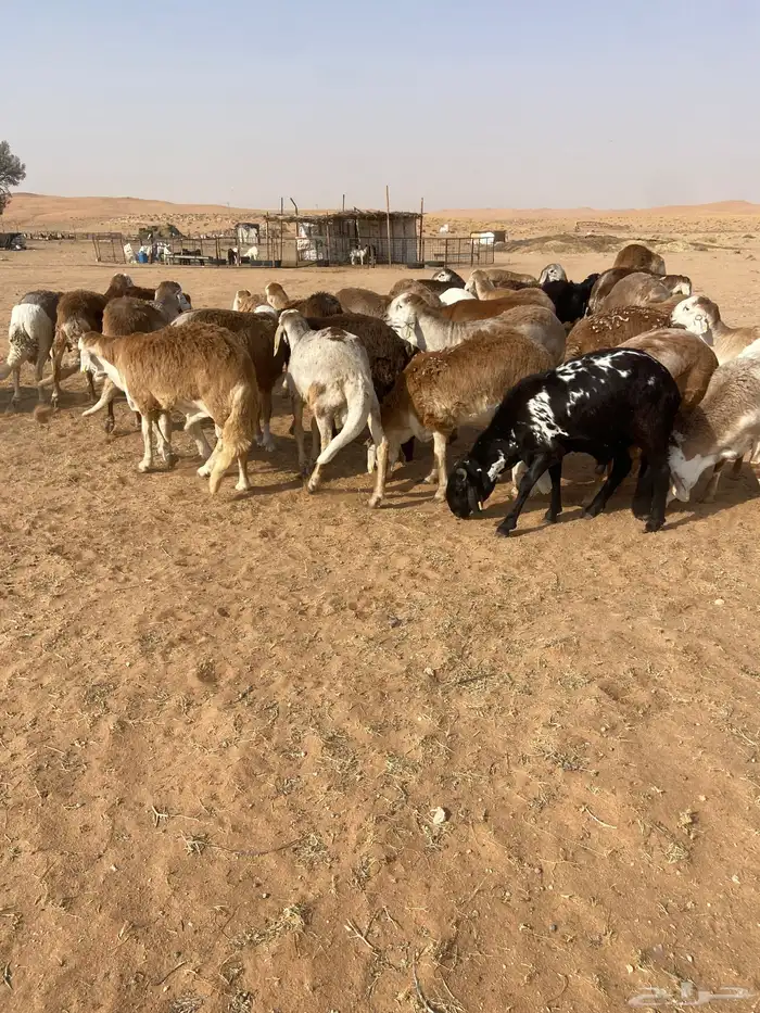 سواكن جذعان طيبه 8