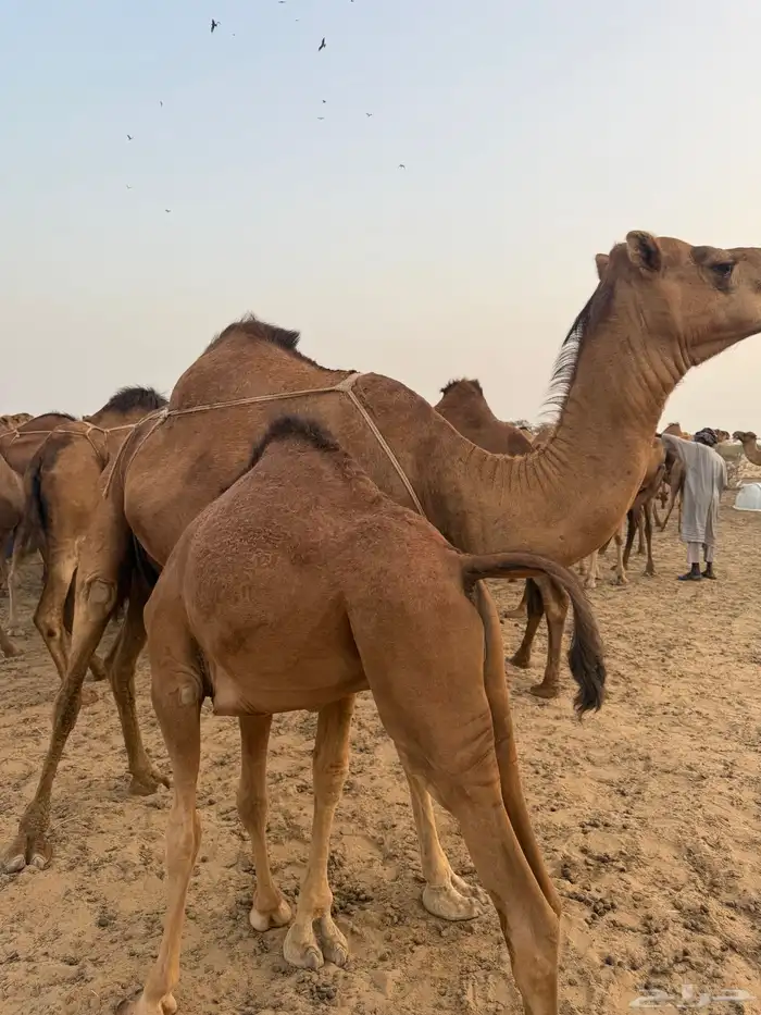 نياق خلفات 1
