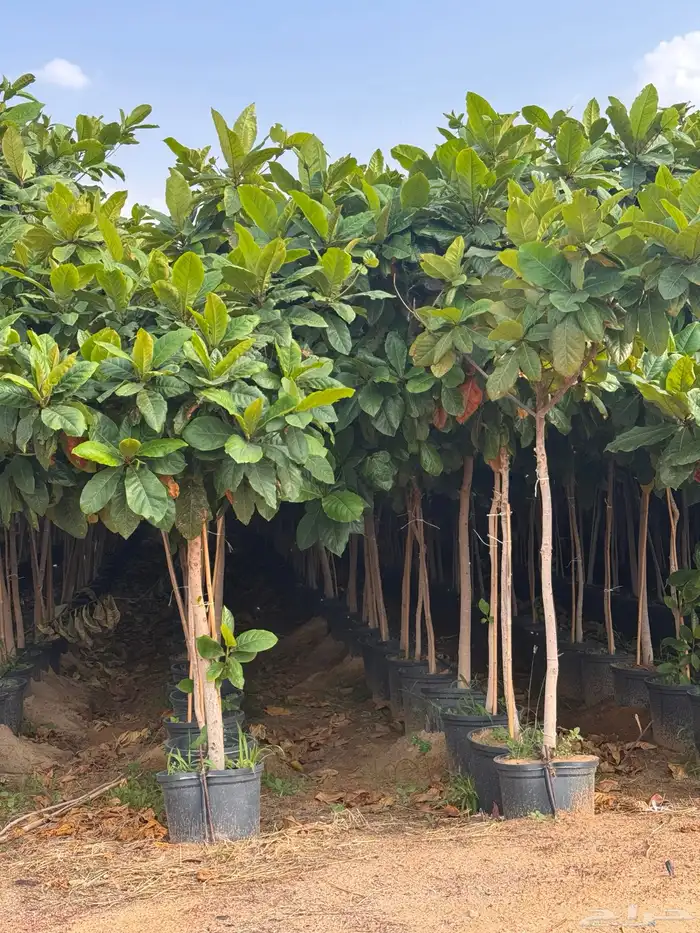 ترمناليا نيم لبخ بونسيانا استركوليا دومبيا حمضيات عطريات 18