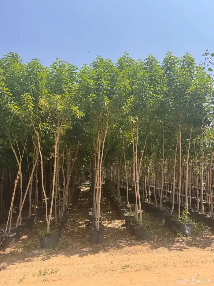 ترمناليا نيم لبخ بونسيانا استركوليا دومبيا حمضيات عطريات 0