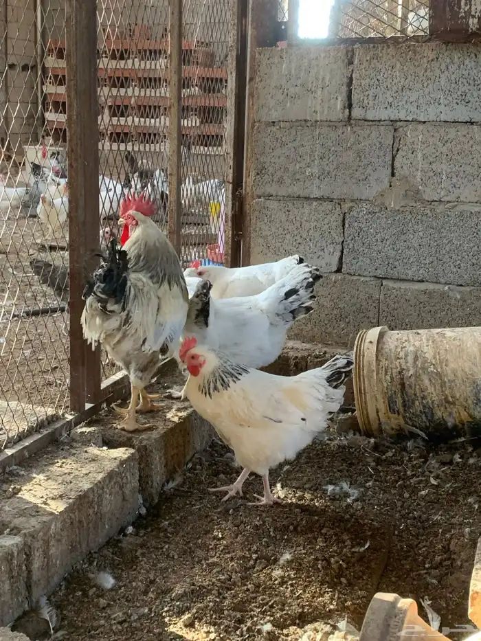 دجاج فرنسي كولمبي 10