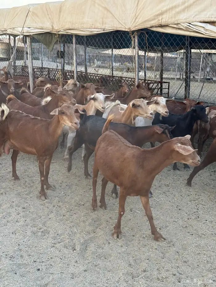 معزاء دهم كفو 6