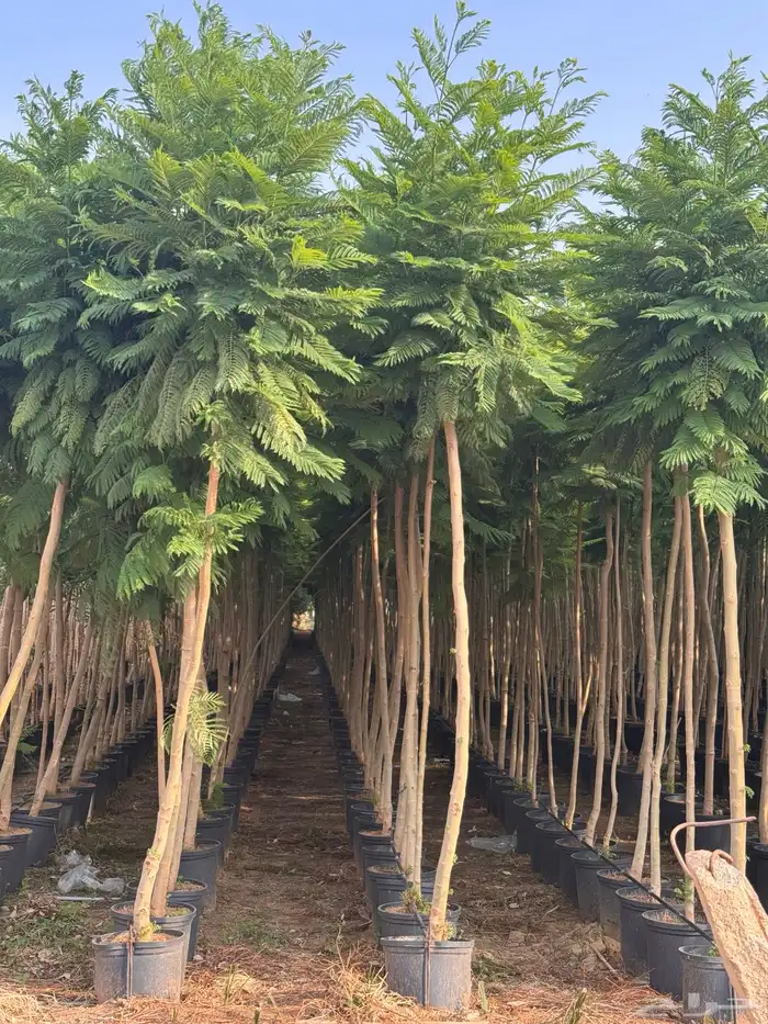 ترمناليا نيم لبخ بونسيانا استركوليا دومبيا حمضيات عطريات 15