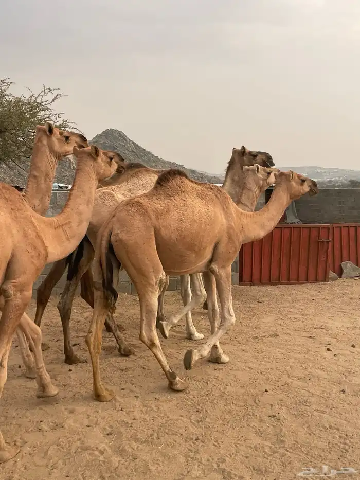 بعير ارك ابل ضرايب ولقاح للبيع 7