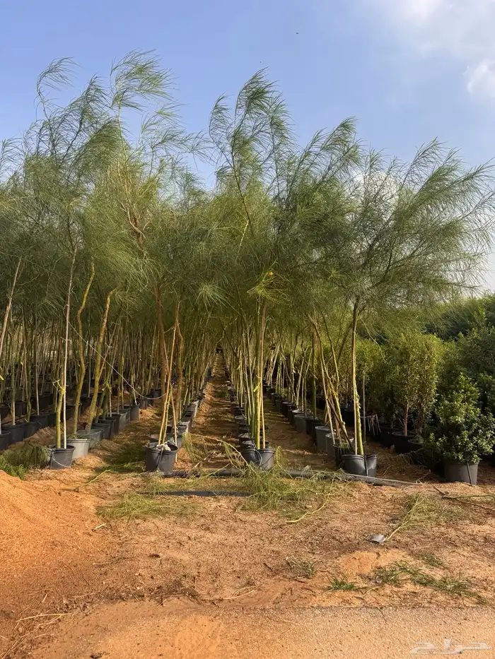 ترمناليا نيم لبخ بونسيانا استركوليا دومبيا حمضيات عطريات 27