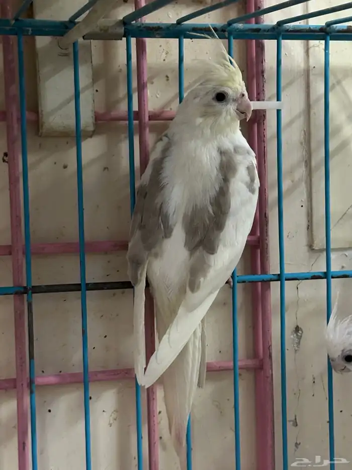 كروان ذكر كريمي فيس بصمه 8