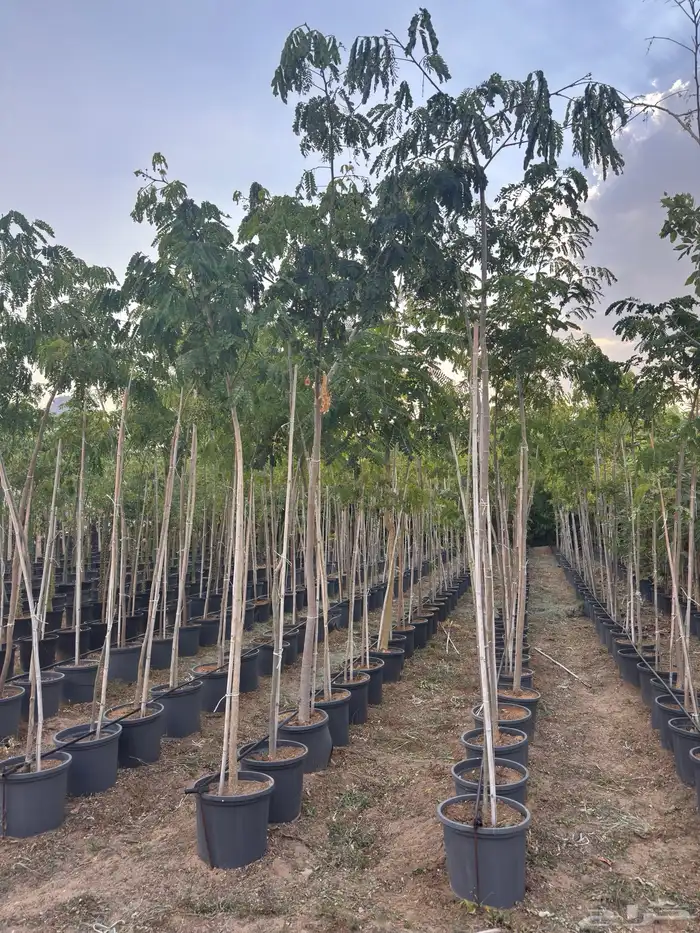 ترمناليا نيم لبخ بونسيانا استركوليا دومبيا حمضيات عطريات 10