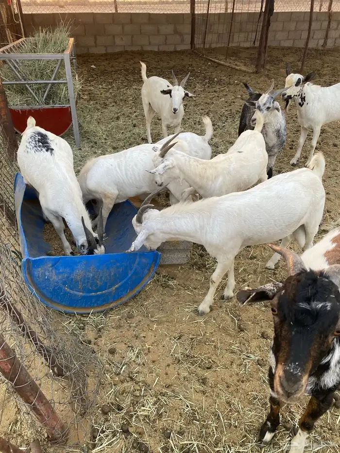 تيوس للبيع 11