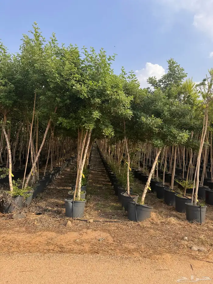 ترمناليا نيم لبخ بونسيانا استركوليا دومبيا حمضيات عطريات 33