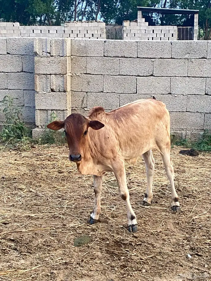 خمس بقر مع اولدها شي بياض وجه 13