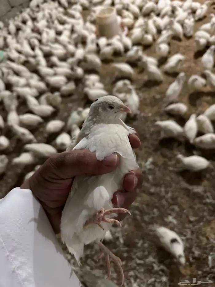 بيض سمان جامبو 1