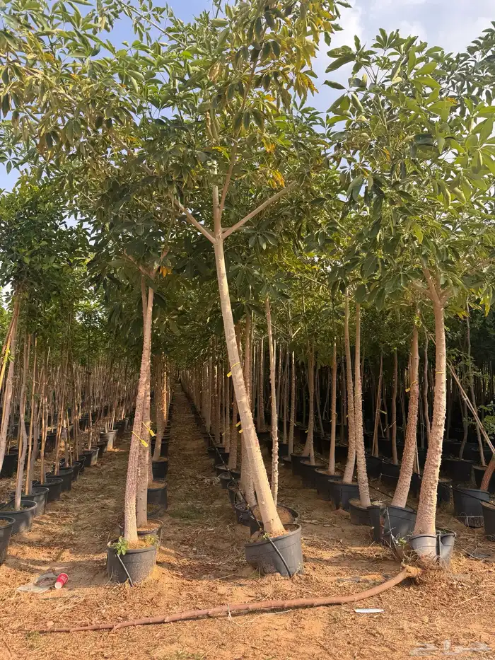 ترمناليا نيم لبخ بونسيانا استركوليا دومبيا حمضيات عطريات 30