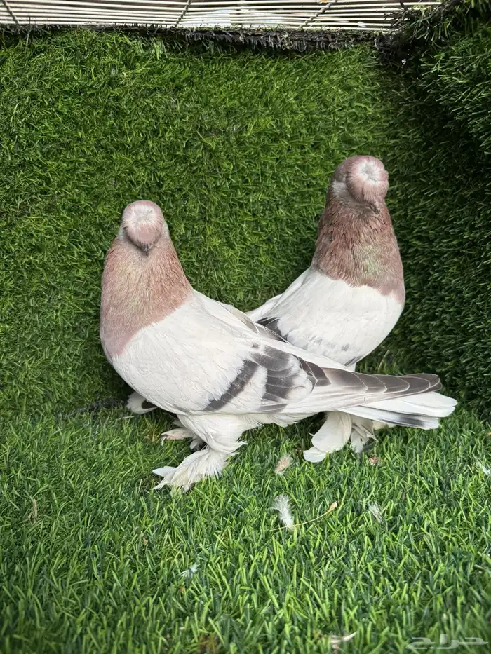 زوج تركي وردي 0