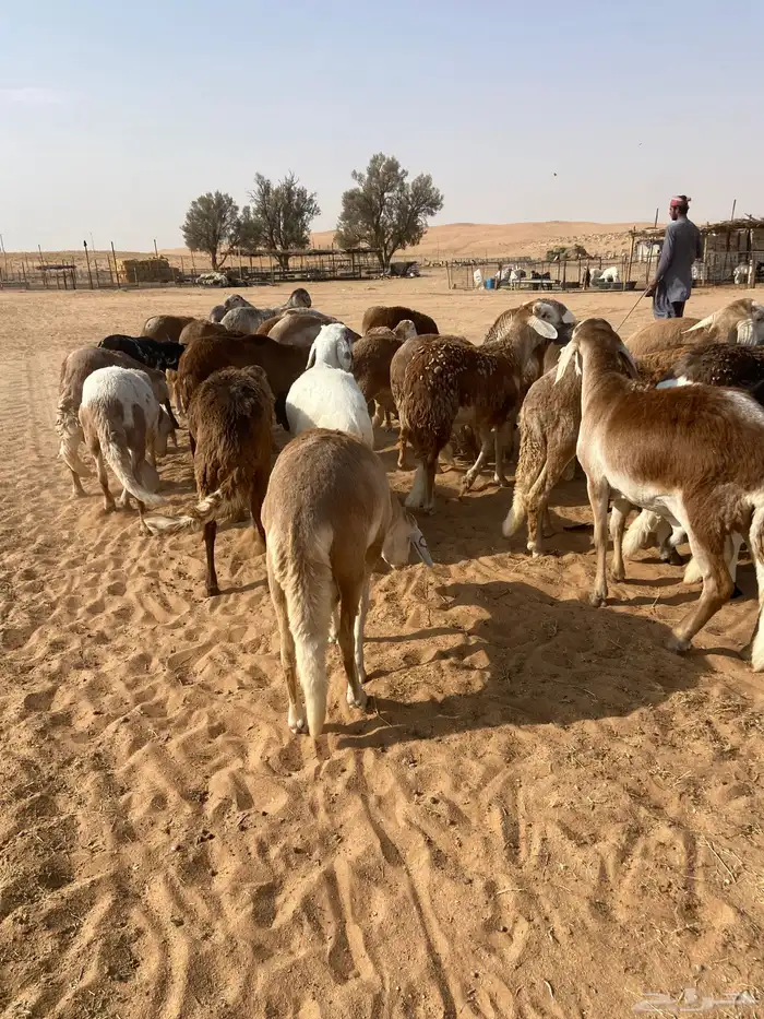 سواكن جذعان طيبه 5