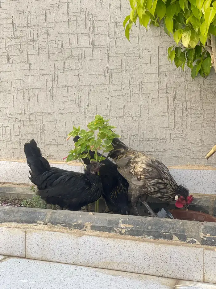 للبيع مراح دجاج كلها ب الف ريال بس 8