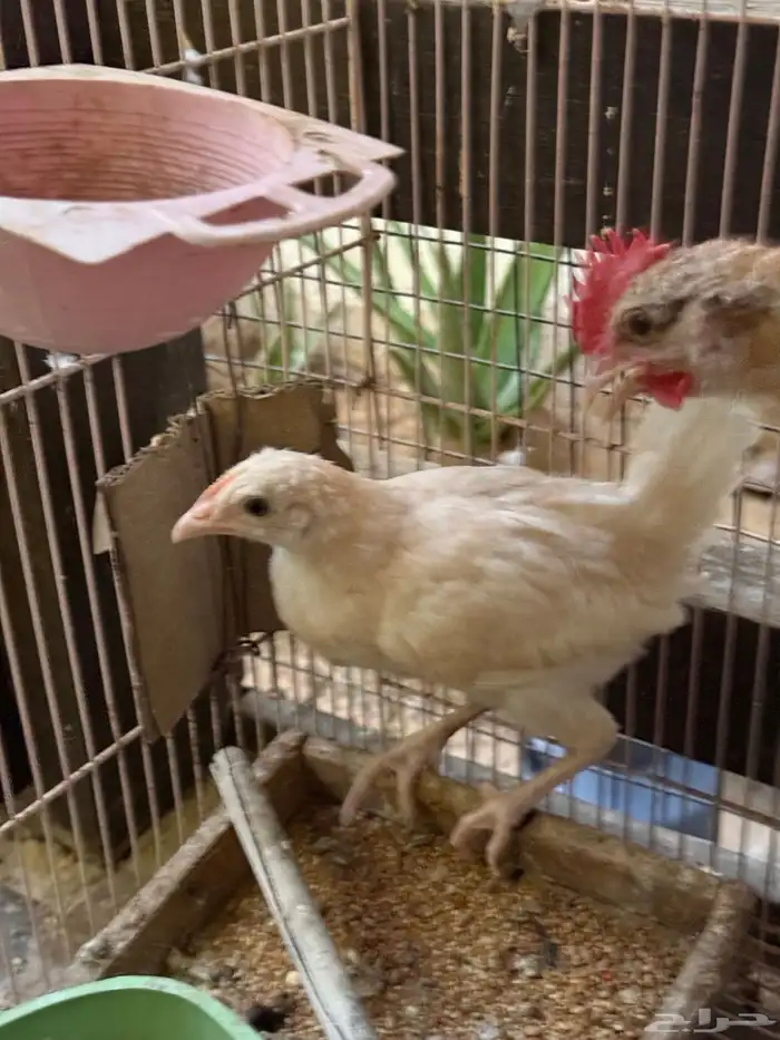 صيصان بلدي 3