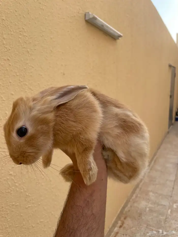 أرنب نذا لاند هولندي القزم 2