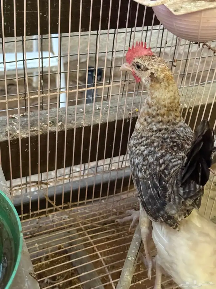 صيصان بلدي 6