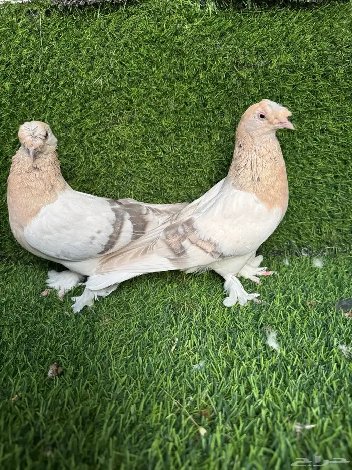 جوز تركي ارفلي 2