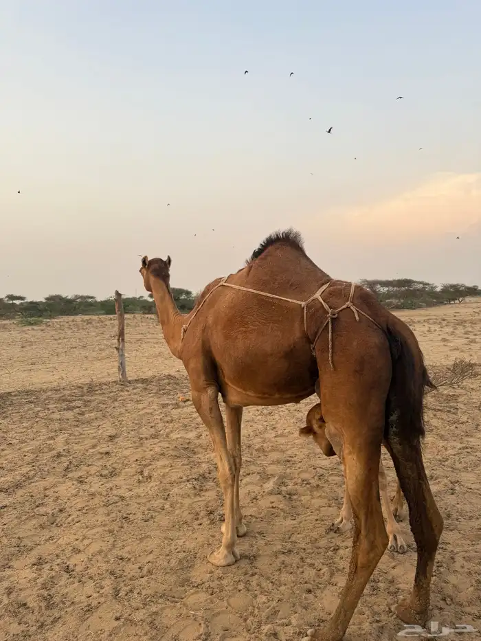 نياق خلفات 0
