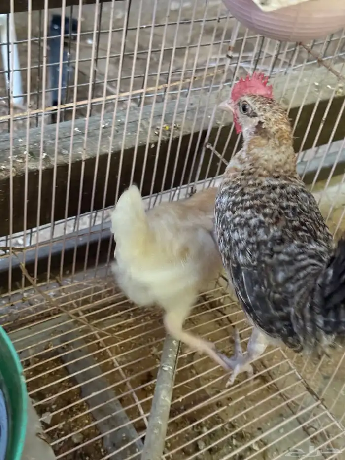 صيصان بلدي 5