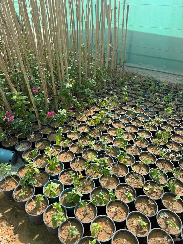 اشجار شتلات قرض افريقي و طلحيات بانواعها و سدر واشجار زينه 5