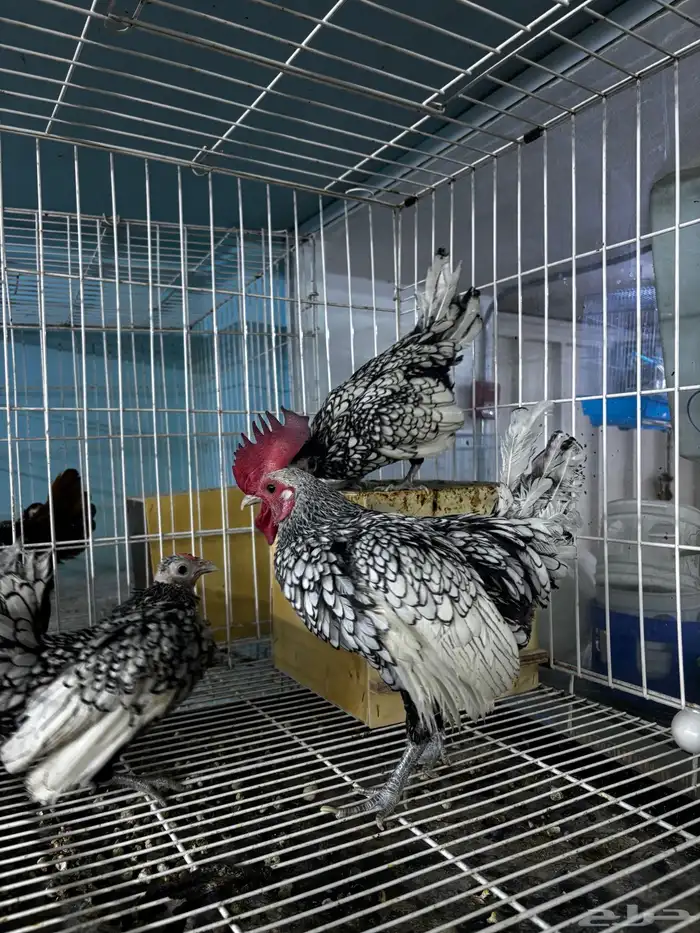 سبرايت دجاج طقم منتج 3
