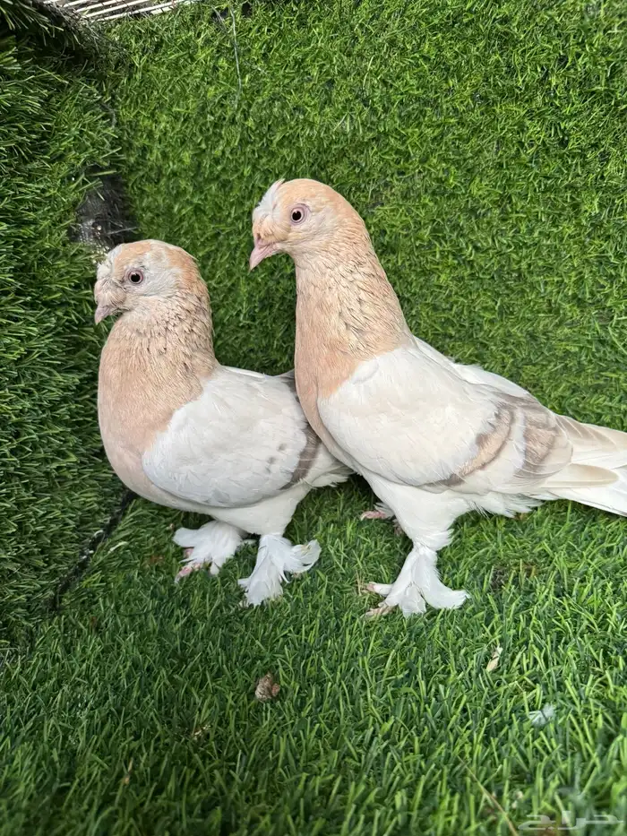 جوز تركي ارفلي 0