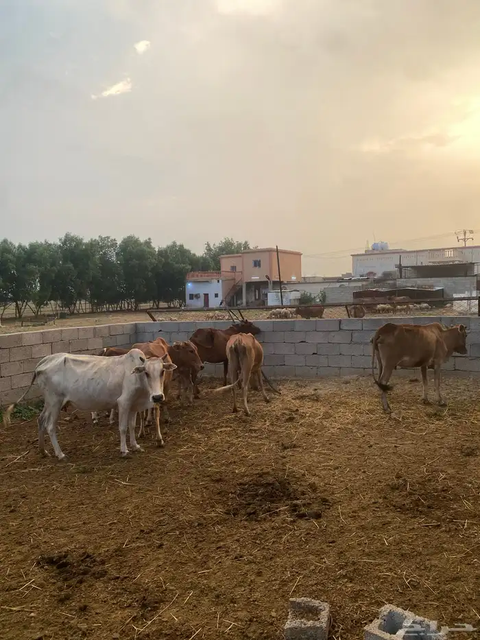 خمس بقر مع اولدها شي بياض وجه 0