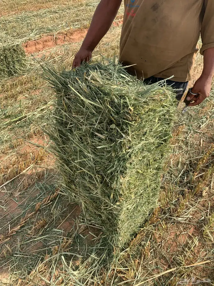 دخن للبيع علف شد من 85 88 1