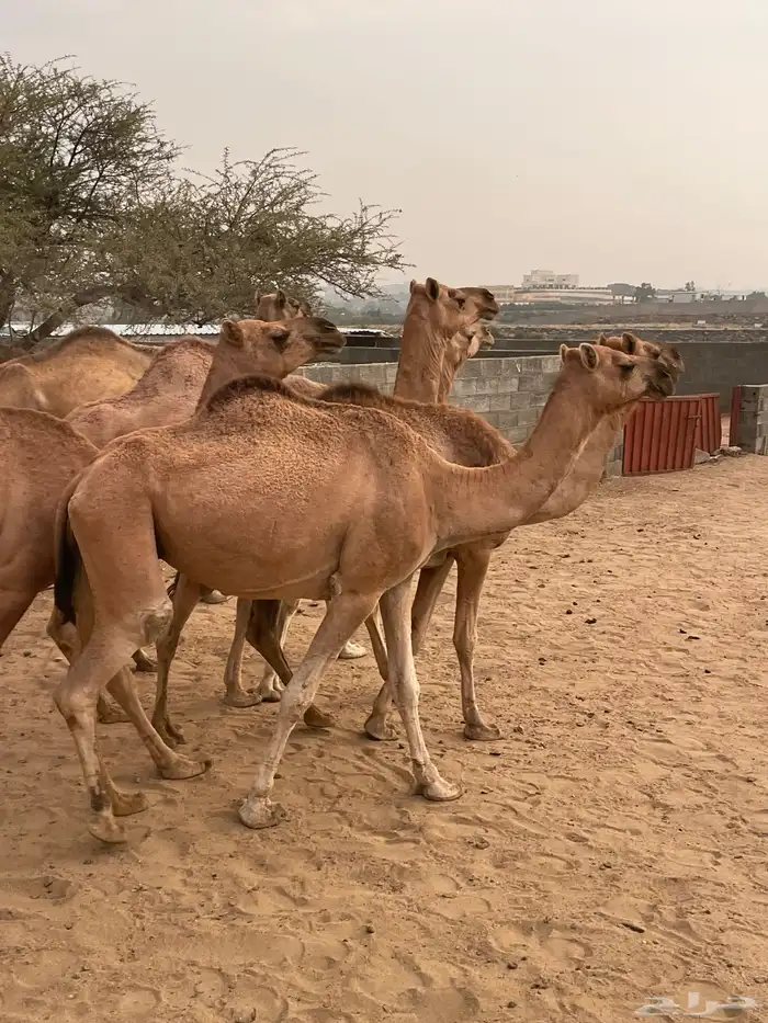 بعير ارك ابل ضرايب ولقاح للبيع 8
