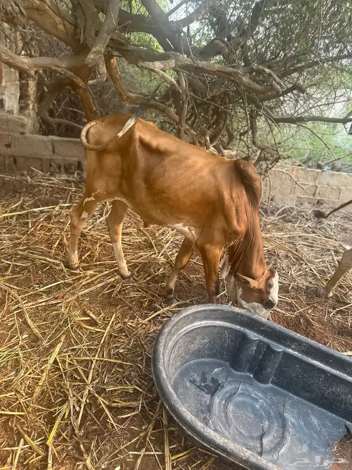 حسيل للبيع لبني البيع سمح 0