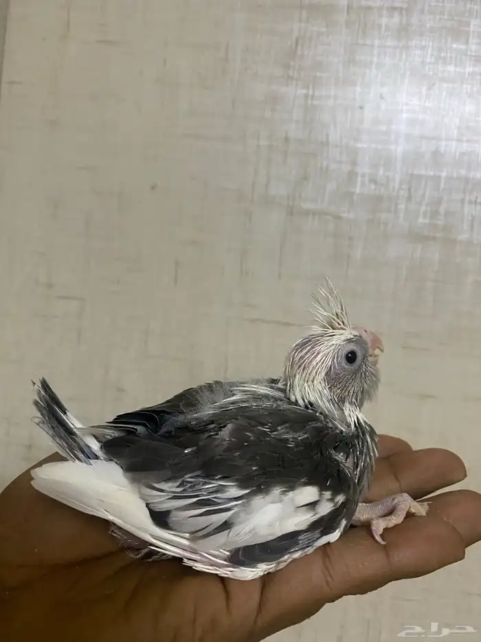 فروخ كروان 1