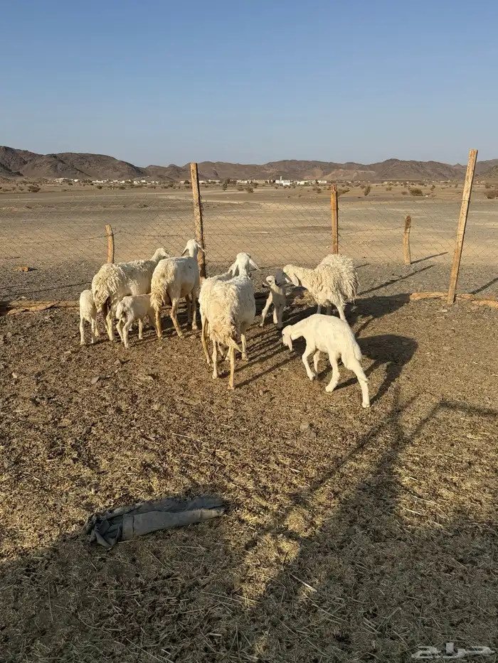 للبيع ضان ولد حبص 1