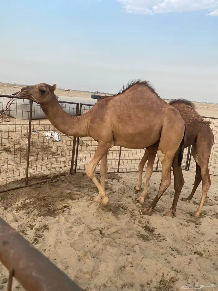 بكره للبيع 2