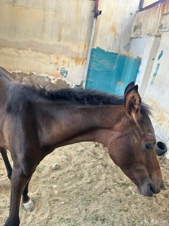 مهر شعبي 2