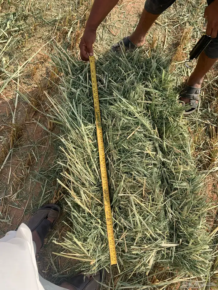 دخن للبيع علف شد من 85 88 2