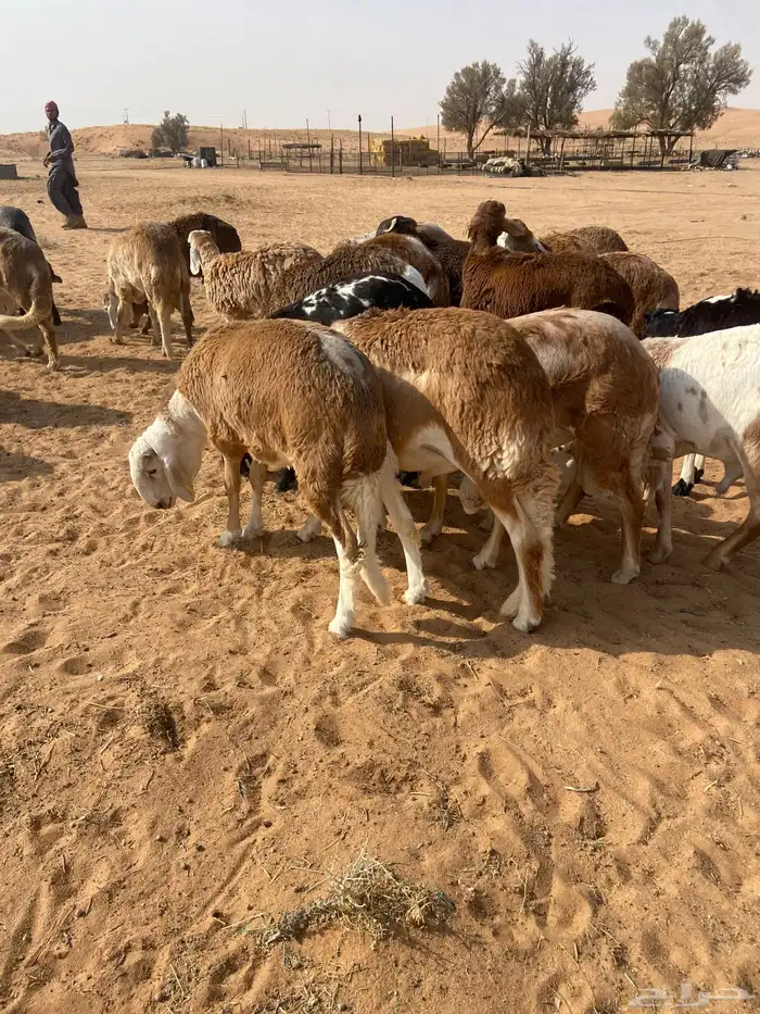 سواكن جذعان طيبه 1