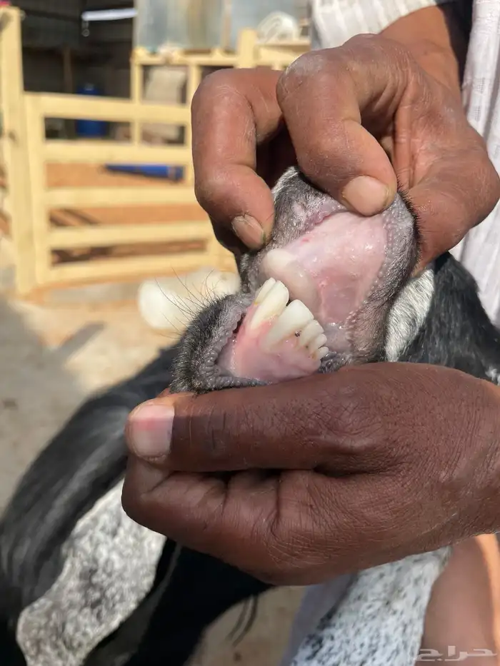 جفرة ثنية حايل 1