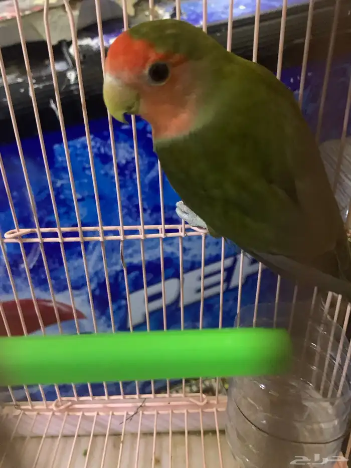 عندي انتا روز جهز 6