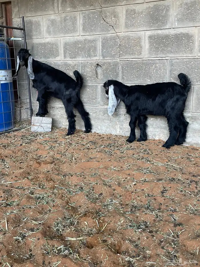 تيوس لبانية عوارض 0