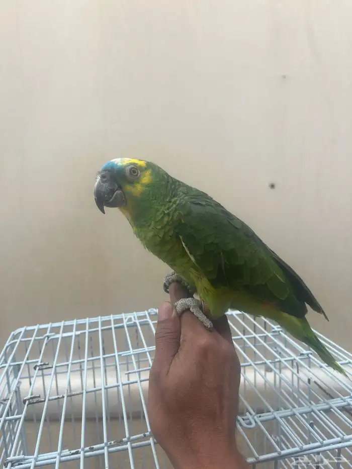 ببغاء 0